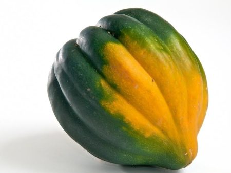 Acorn Squash Online now